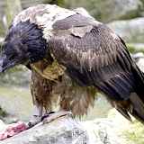 Découvrez les oiseaux des Alpes avec le Bureau Montagne de Passy
