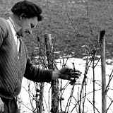 Conférence - Les vignobles disparus de Haute-Savoie : histoire d'un paysage renaissant
