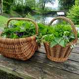 Activité printanière : Atelier de cuisine de plantes comestibles