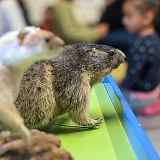 Atelier : Animaux de montagne poursuivis par le changement climatique