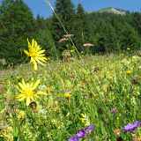 Magie des plantes