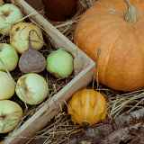 Fête de l'Automne