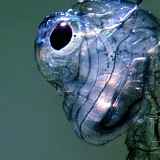 Les Vendredis Midis : MIDI RENCONTRE - Bernard Baranger ­| Photographe animalier