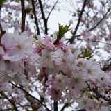 Prunus x subhirtella var. autumnalis rosea