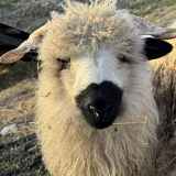 Immersion au cœur du troupeau