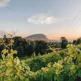 Point de Vue Vignes de Carra