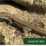 Opération Sang-Froid : mission reptiles à Combloux !