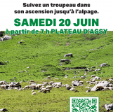 Montée en alpages aux Ayères