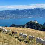 Destination l’atypique alpage de Neuvaz