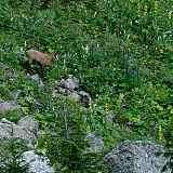 Sortie Faune à l'affut des chamois