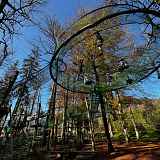 Les cages de l'écureuil