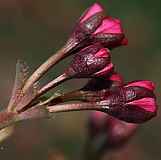 Prunus serrulata "Amanogawa"