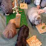 Atelier de médiation animale dès 2 mois