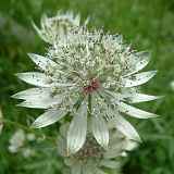 Journée botanique perfectionnement