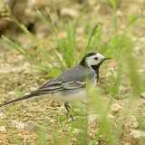 Comptage national des oiseaux des jardins