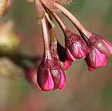Prunus serrulata "Amanogawa"