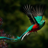 Rencontre - Les oiseaux d'ici et d'ailleurs