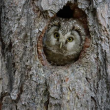 Balade nocturne - Chouette soirée dans les bois