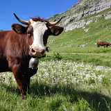 La Ferme des Tines