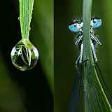 La photo MACRO en pratique !