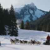 Initiation à la conduite d'attelage