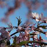 Prunus x subhirtella var. pendula rubra