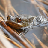 A la découverte des amphibiens