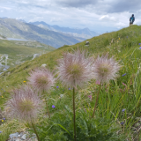 Sortie découverte de la biodiversité - Nancy sur Cluses