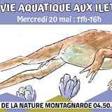 La vie aquatique aux Ilettes