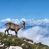 Randonnée encadrée traces et indices d'animaux