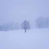 Lumières d'alpages : un automne et un hiver  à Combloux - Exposition de Caroline Gallien-Lavorel