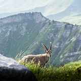 Activité montagne enfant 8-13 ans : Faune aventure