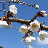 Prunus x yedoensis "Shidare Yoshino"