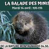 La Balade des Minis : le mini castor