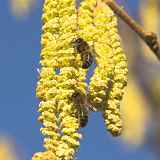 Les trésors d'abeilles