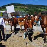 Concours aux poulains