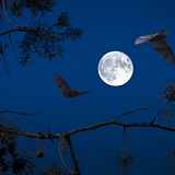 Sortie Nature, Chauves-souris