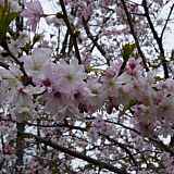 Prunus x subhirtella var. autumnalis rosea