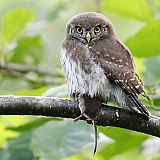 Conférence LPO : enquête chauve-souris et chouettes – Explorez la nuit dans le cadre de l’ABC