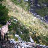 Randonnée - A l'affût des chamois