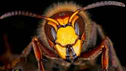 Les guêpes et frelons asiatiques à Samoëns : Problèmes, risques et solutions