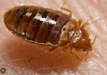 Punaises de lit à Annemasse : Un fléau urbain et des solutions innovantes