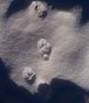 Balade raquettes accompagnée "Panorama et traces d'animaux"