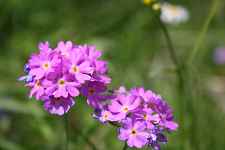 Cours de perfectionnement en botanique