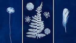 Atelier enfant : Magie du cyanotype