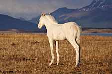 Projection documentaire - Patagonie à la lisière du monde