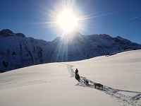 L'expé-rience nordique - cani-balade adulte