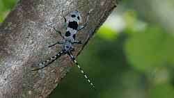 Stage d'initiation à l'entomologie