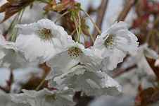 Prunus serrulata "Matsumae Shizuka"