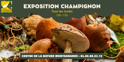 Exposition de champignons